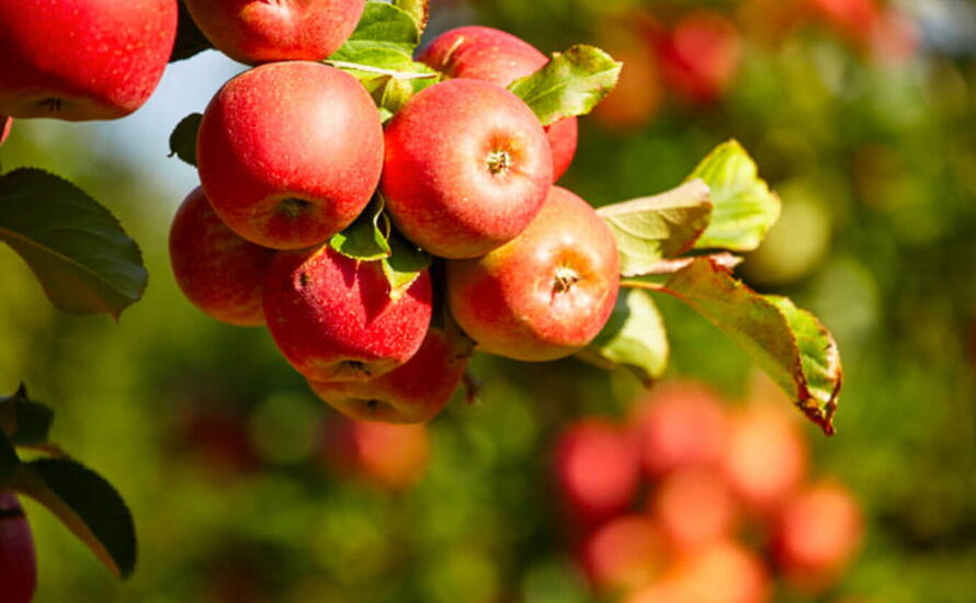 Johnny Appleseed Day September 26, 2024