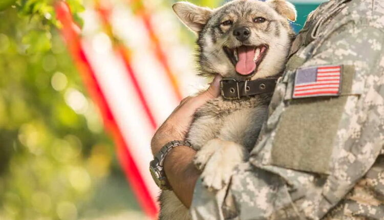K-9 Veterans Day - March 13