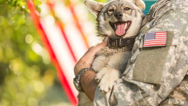 K-9 Veterans Day - March 13
