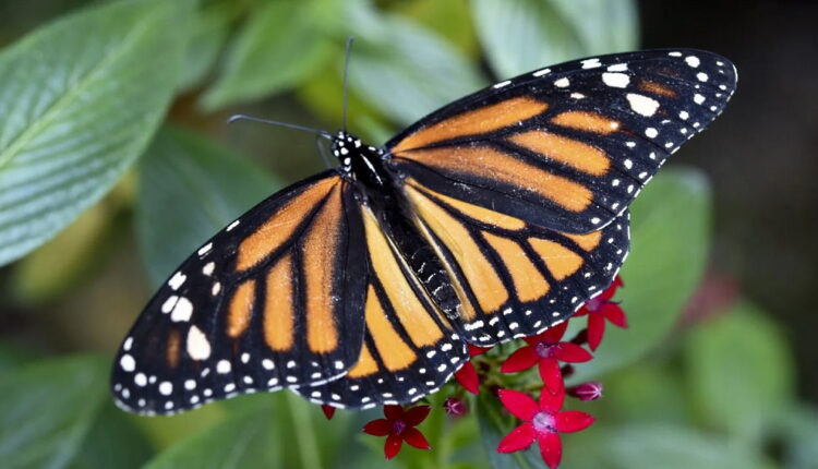Learn About Butterflies Day - March 14