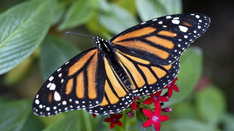 Learn About Butterflies Day - March 14