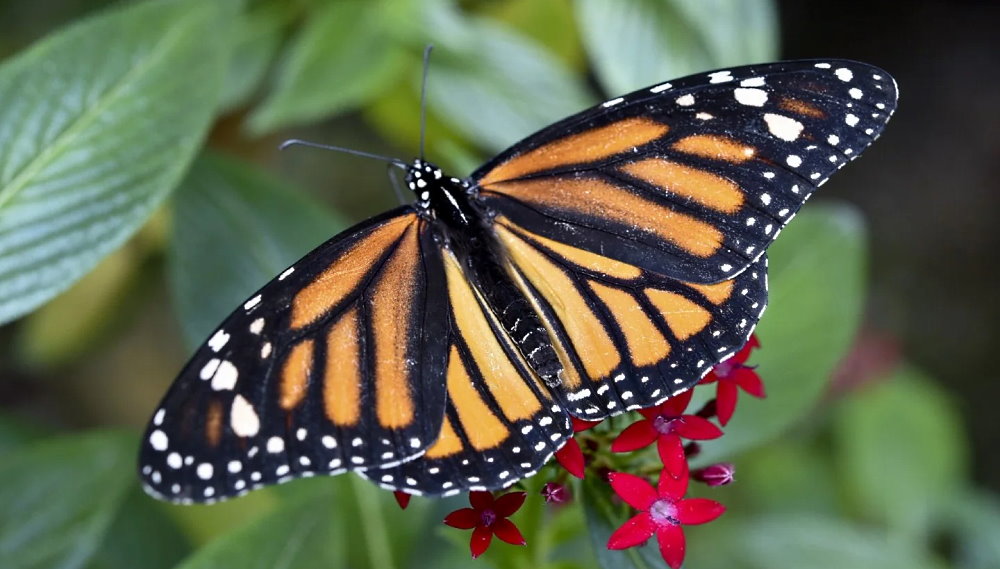 Learn About Butterflies Day - March 14