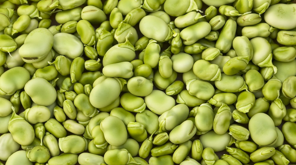Lima Bean Respect Day - April 20