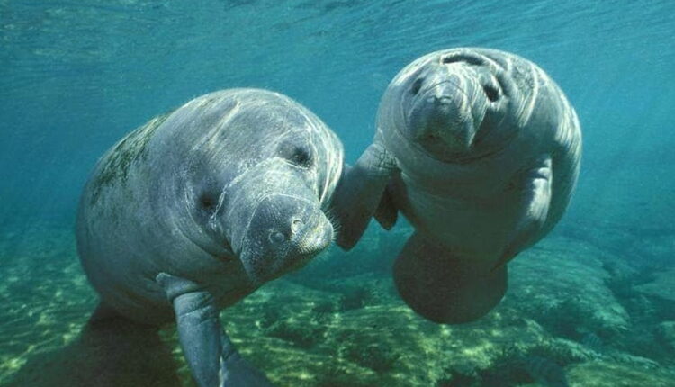 Manatee Appreciation Day - March