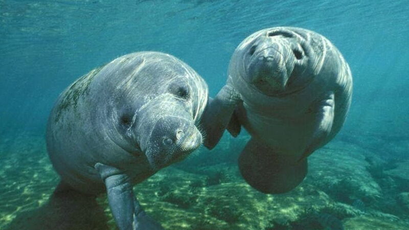 Manatee Appreciation Day - March