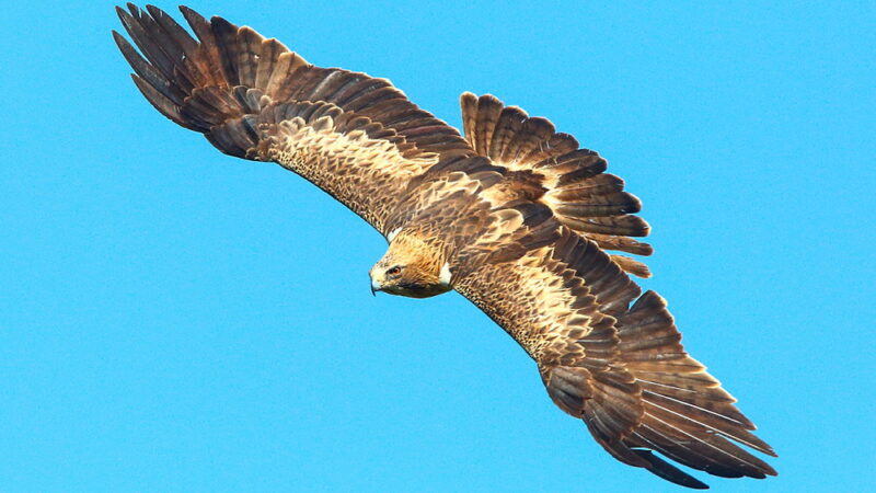 National Buzzard Day - March 15