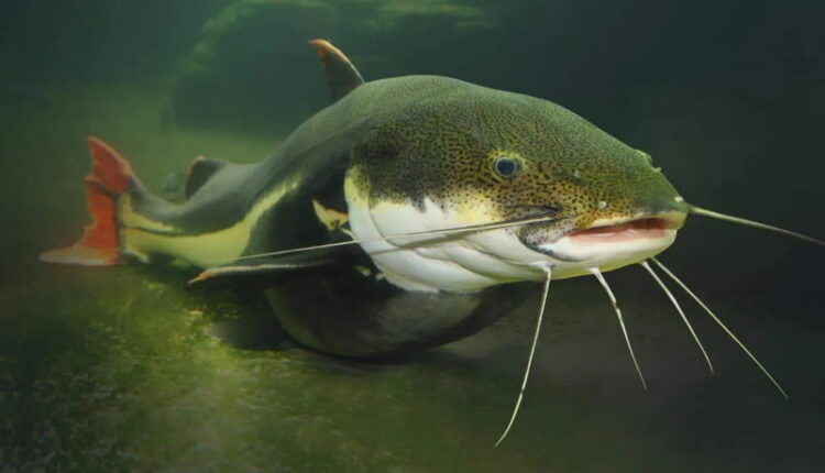 National Catfish Day - June 25