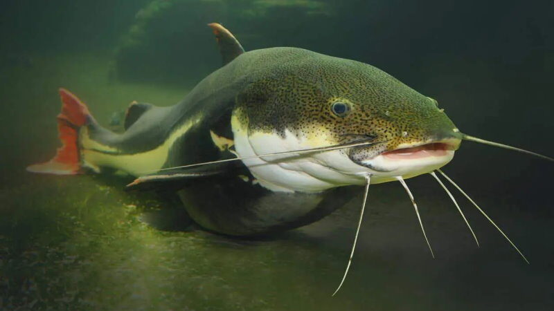 National Catfish Day - June 25