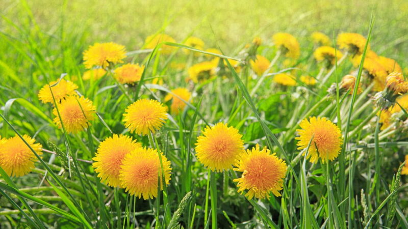 National Dandelion Day - April 5