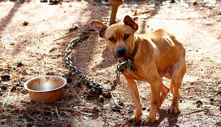 National Dog Fighting Awareness Day - April 8