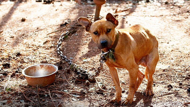 National Dog Fighting Awareness Day - April 8