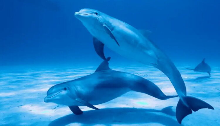 National Dolphin Day - April 14