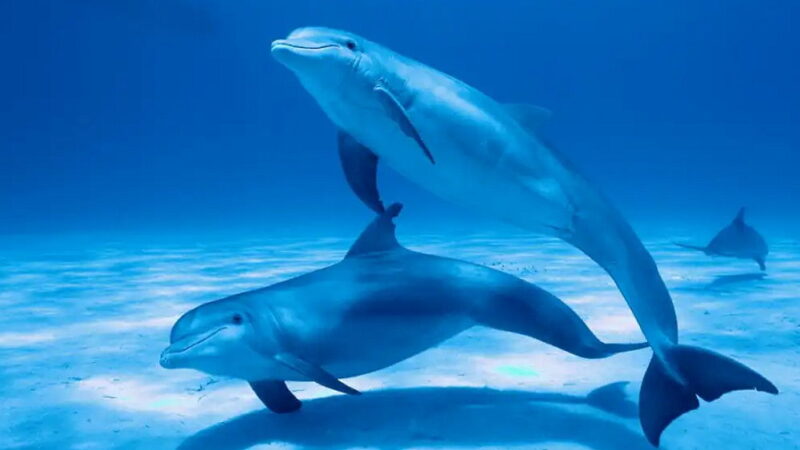 National Dolphin Day - April 14