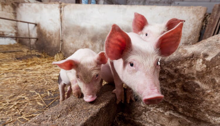 National Farm Animals Day - April 10