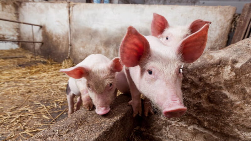 National Farm Animals Day - April 10