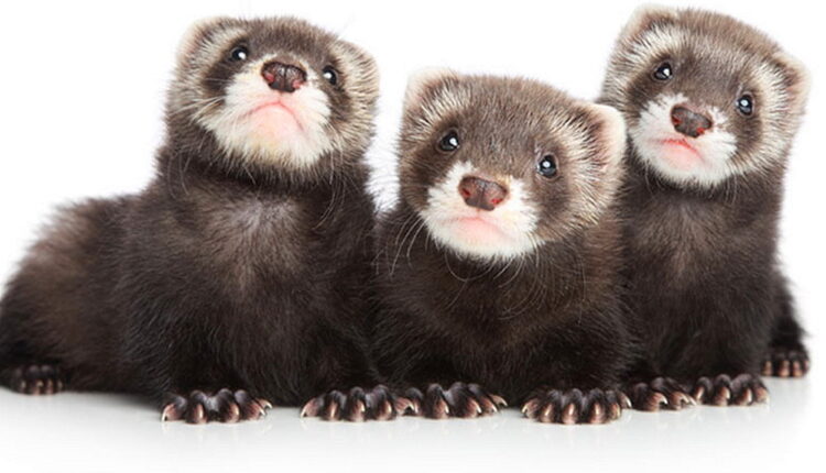 National Ferret Day - April 2