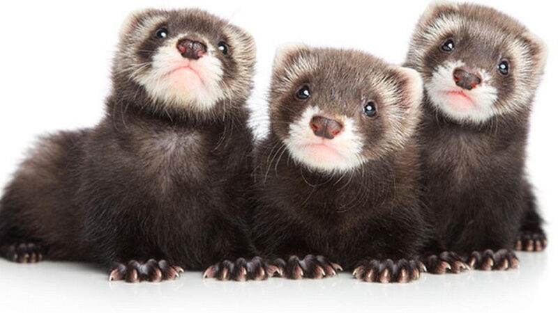 National Ferret Day - April 2