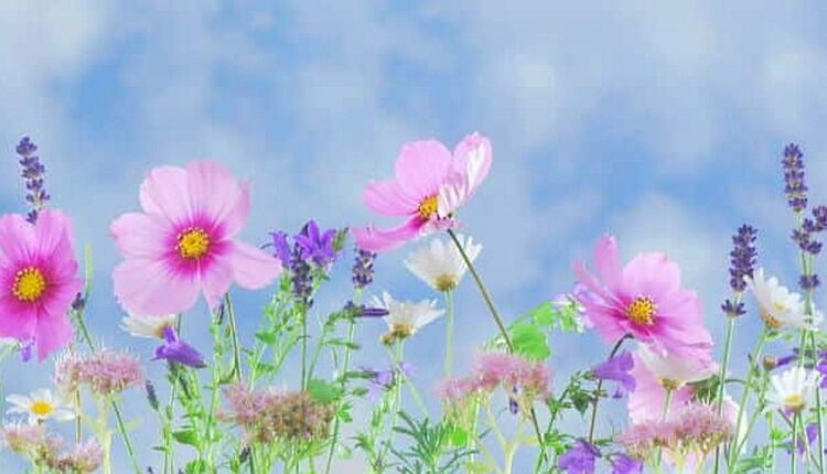 National Flower Day - March 21