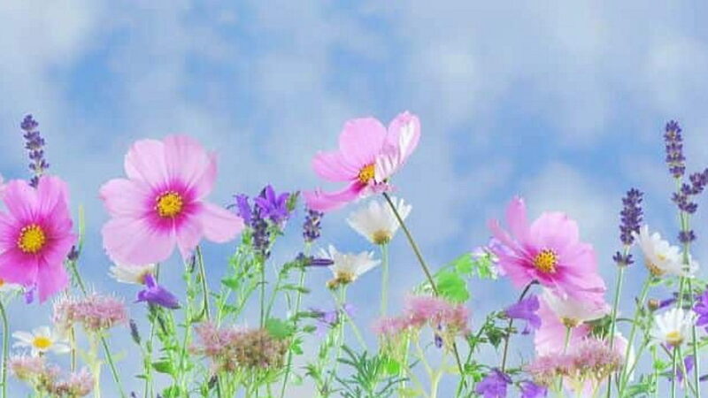 National Flower Day - March 21