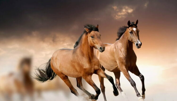 National Horse Protection Day