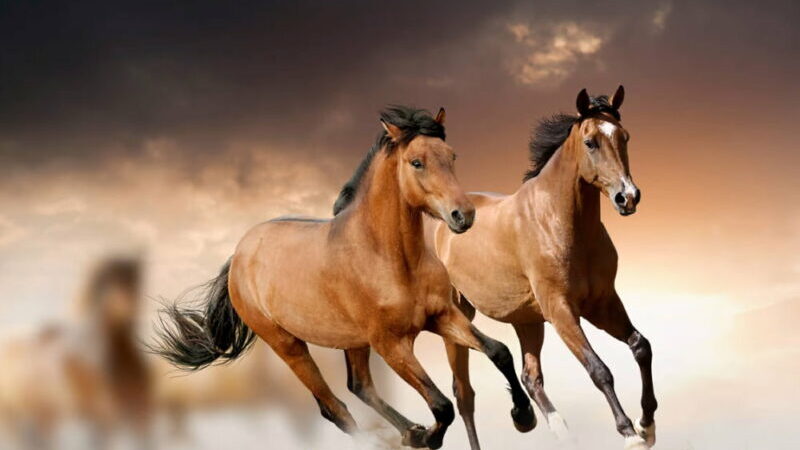 National Horse Protection Day