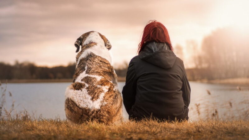 National Lost Dog Awareness Day - April 23