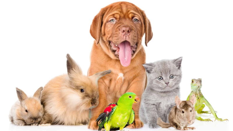 National Pet Day - April 11