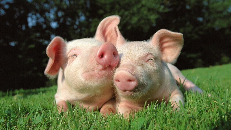 National Pig Day - march