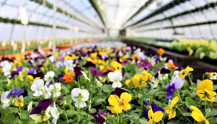 National Plant a Flower Day - March 12