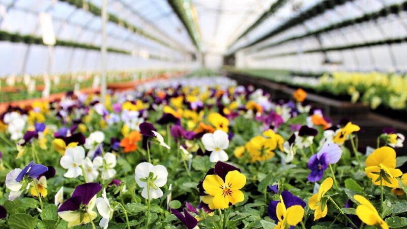 National Plant a Flower Day - March 12