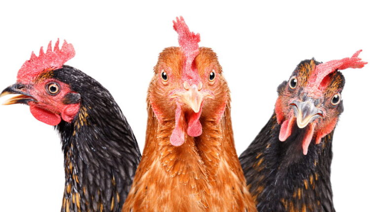 National Poultry Day - March 19