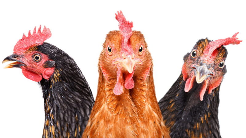 National Poultry Day - March 19