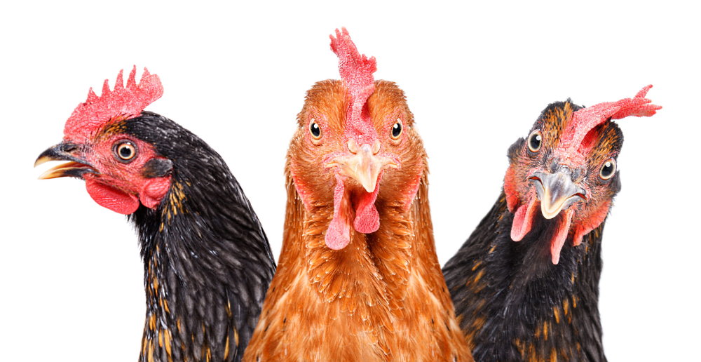 National Poultry Day - March 19