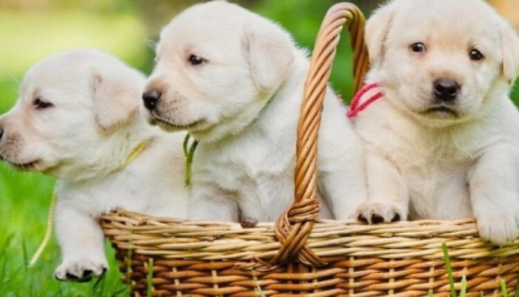 National Puppy Day - March 23