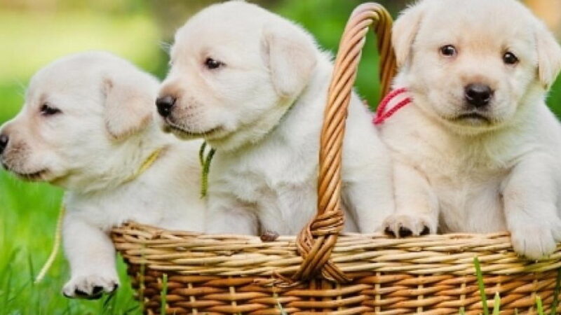 National Puppy Day - March 23