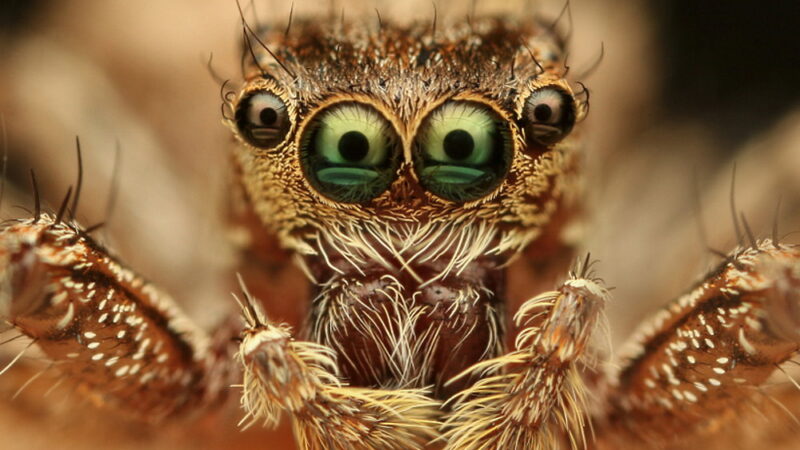 National Save a Spider Day - March 14