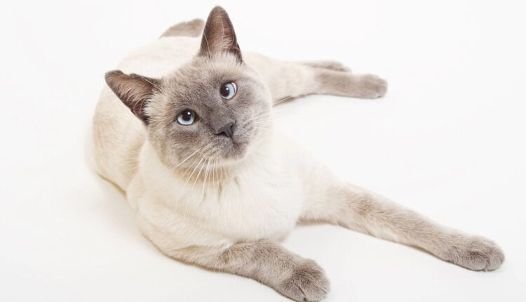 National Siamese Cat Day - April 6