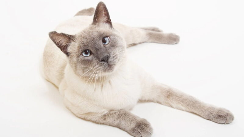 National Siamese Cat Day - April 6