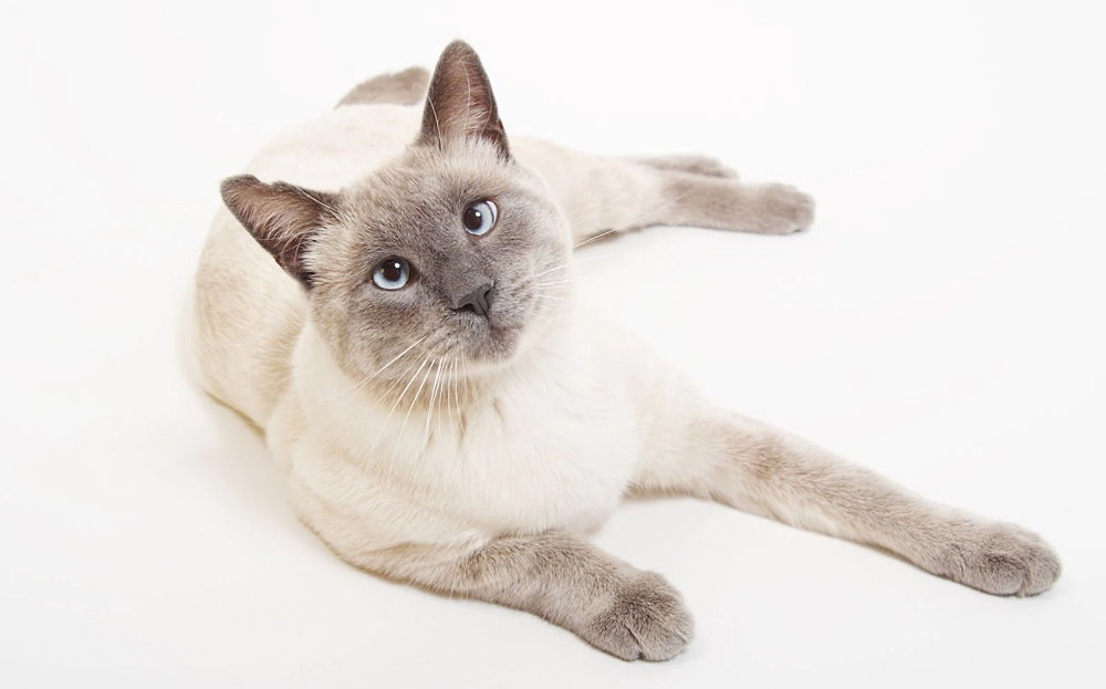 National Siamese Cat Day - April 6