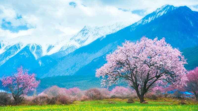 Peach Blossom Day - march