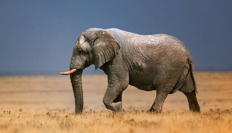 Save The Elephant Day - April 16