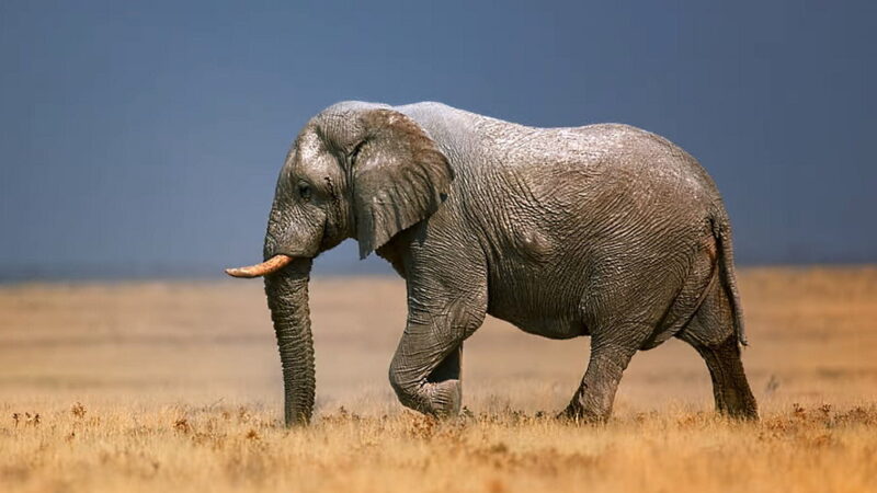 Save The Elephant Day - April 16