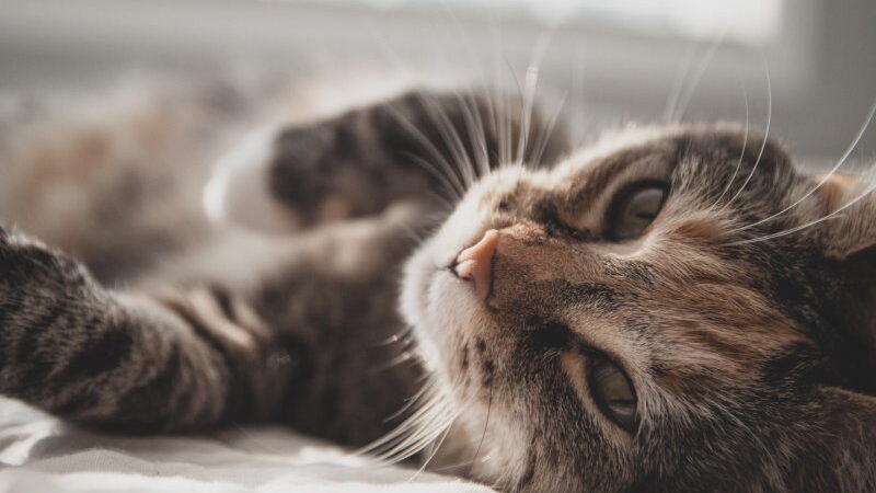 What if Cats and Dogs Had Opposable Thumbs Day