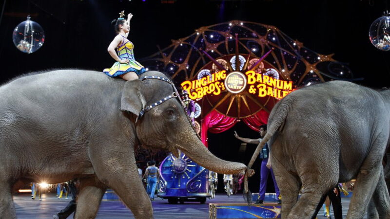 World Circus Day - April