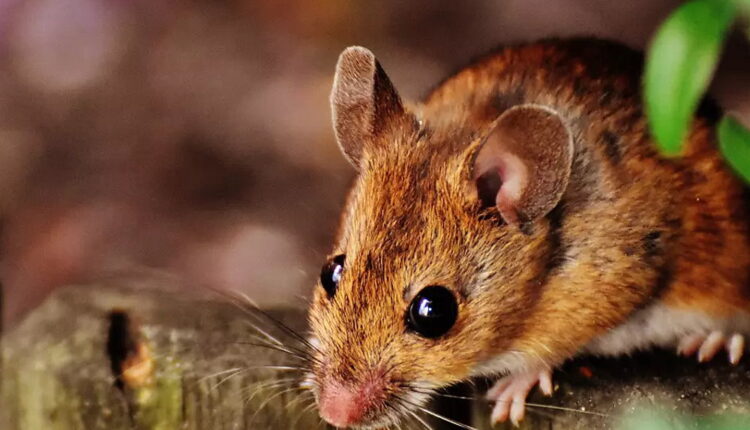 World Rat Day - April 4
