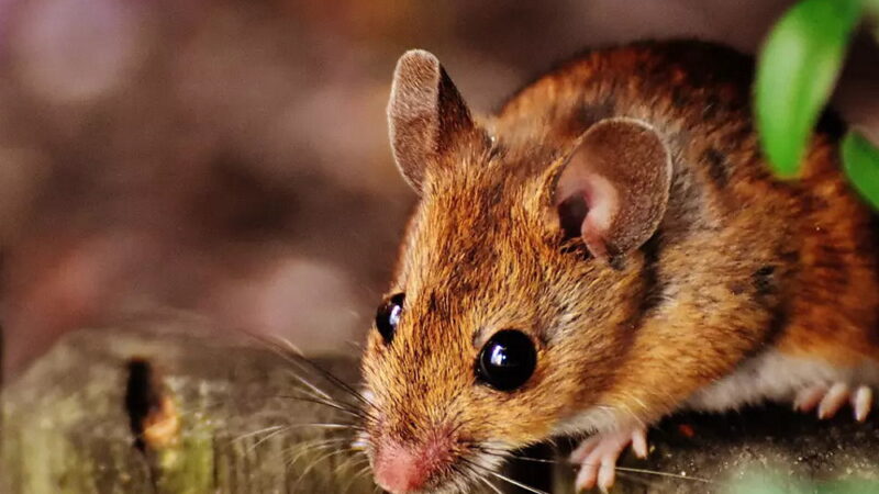 World Rat Day - April 4