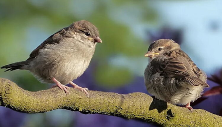 World Sparrow Day - March 20