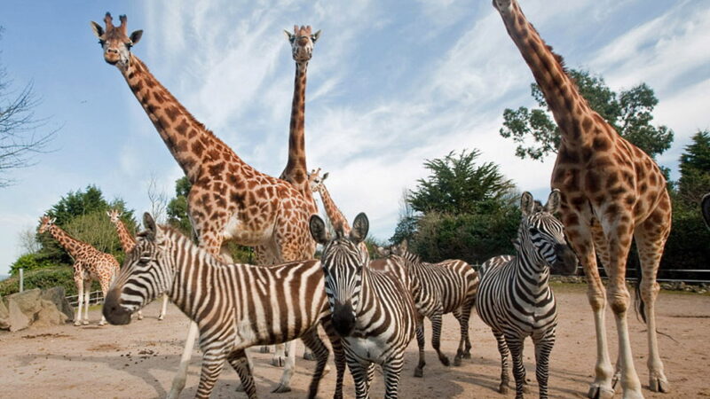 Zoo Lovers Day - April 8