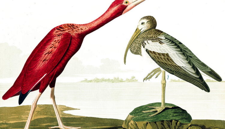 Audubon Day - April 26