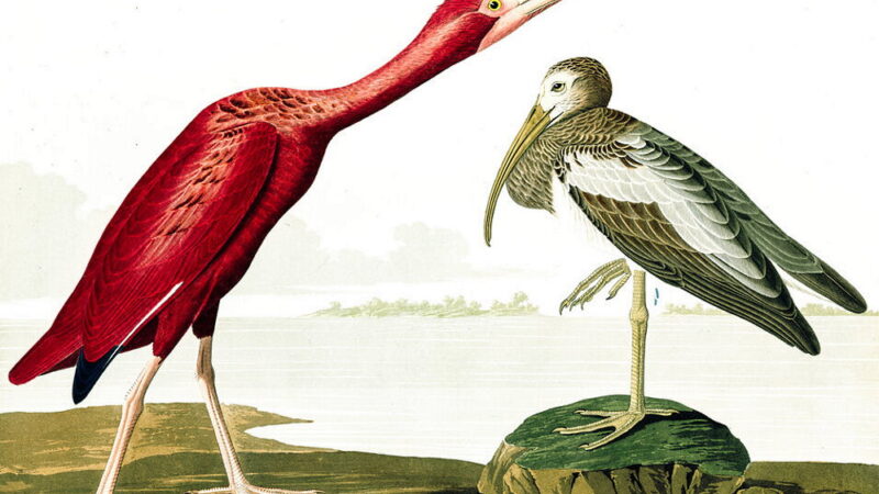 Audubon Day - April 26